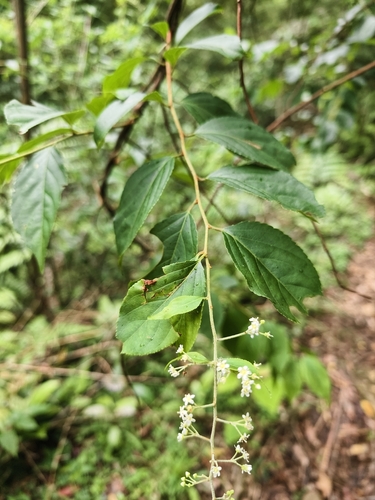 Tripterygium wilfordii, photograph 1