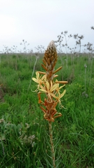 Asphodeline lutea