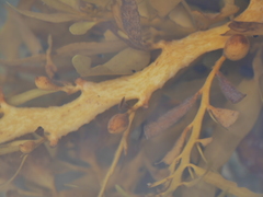 Carpophyllum flexuosum