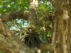 Tillandsia concolor