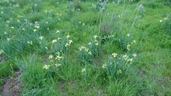 Iris grant-duffii