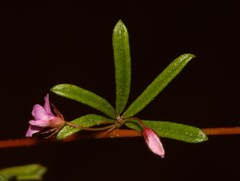Indigofera sp14