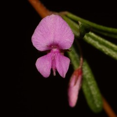 Indigofera sp14