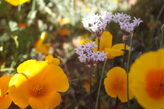 Allium perdulce sperryi