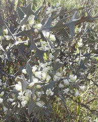 Colletia paradoxa