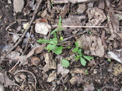 Ranunculus micranthus