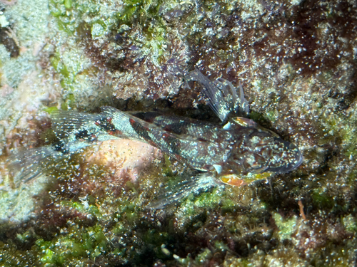 Glossy blenny (Malacoctenus zonifer) — Labrisomidae