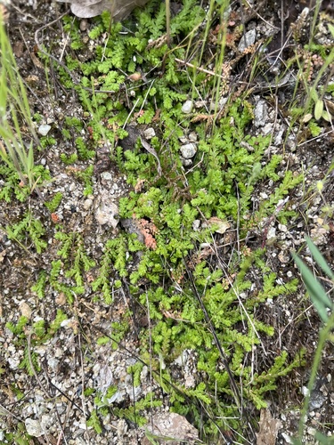 Mediterranean clubmoss