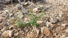 Spermolepis lateriflora