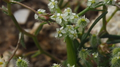 Spermolepis lateriflora