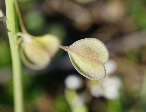 Perfoliate Penny-cress