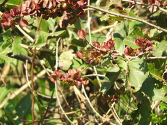 Combretum farinosum