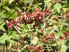 Combretum farinosum