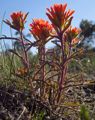 Castilleja brevilobata