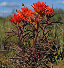 Castilleja brevilobata