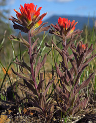 Castilleja brevilobata