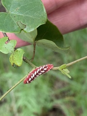 Callophrys henrici