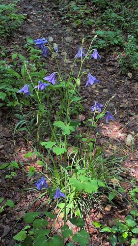 common columbine