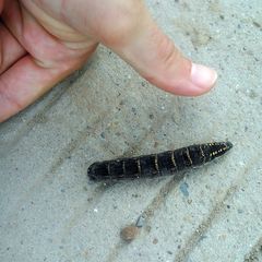 Theretra oldenlandiae