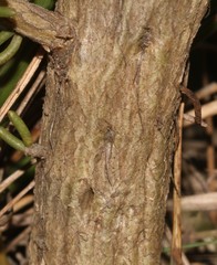 Aspalathus pinguis pinguis