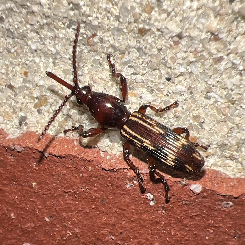 Oak Timberworm