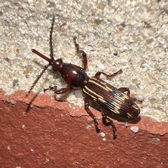 Oak Timberworm