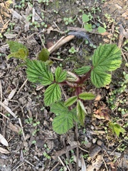 Rubus phoenicolasius