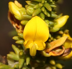 Aspalathus pinguis pinguis