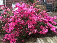 Rhododendron simsii