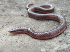 Carphophis amoenus helenae