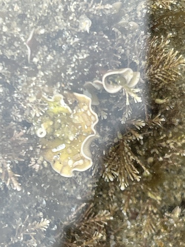 Mesophyllum observed 2026-05-16