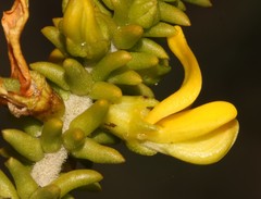 Aspalathus pinguis pinguis