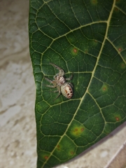 Thyene coccineovittata