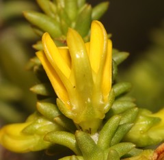 Aspalathus pinguis pinguis