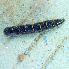 Theretra oldenlandiae