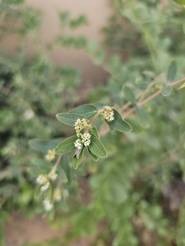 graceful spurge