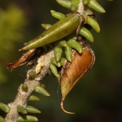 Aspalathus pinguis pinguis