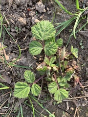 Rubus phoenicolasius