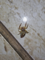 Thyene coccineovittata