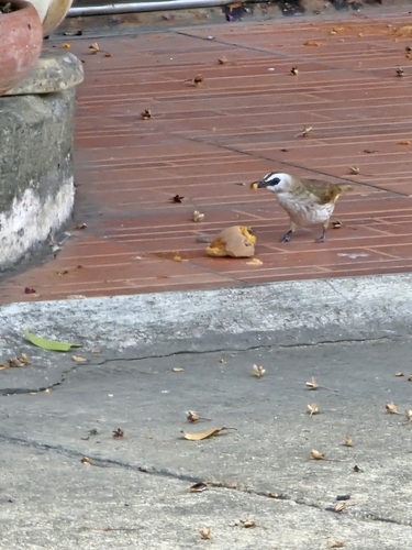 Yellow-vented Bulbul