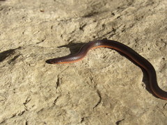 Carphophis amoenus helenae