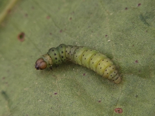 Green Oak Tortrix photo 3