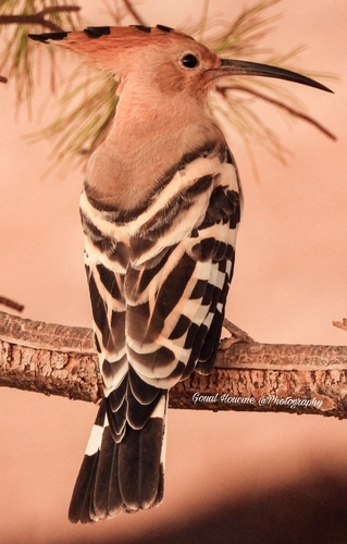 Common Hoopoe