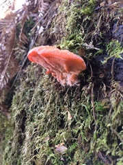 Aurantiporus pulcherrimus