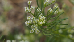 Spermolepis lateriflora
