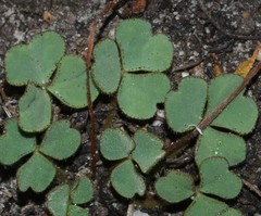 Oxalis ioeides