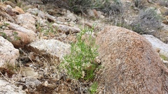 Spermolepis lateriflora