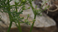 Spermolepis lateriflora