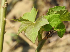 Jatropha curcas