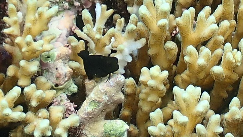 Black Blenny